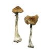 buy psychedelic mushroom​