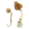buy psychedelic mushroom online​