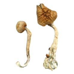 buy psychedelic mushroom online​