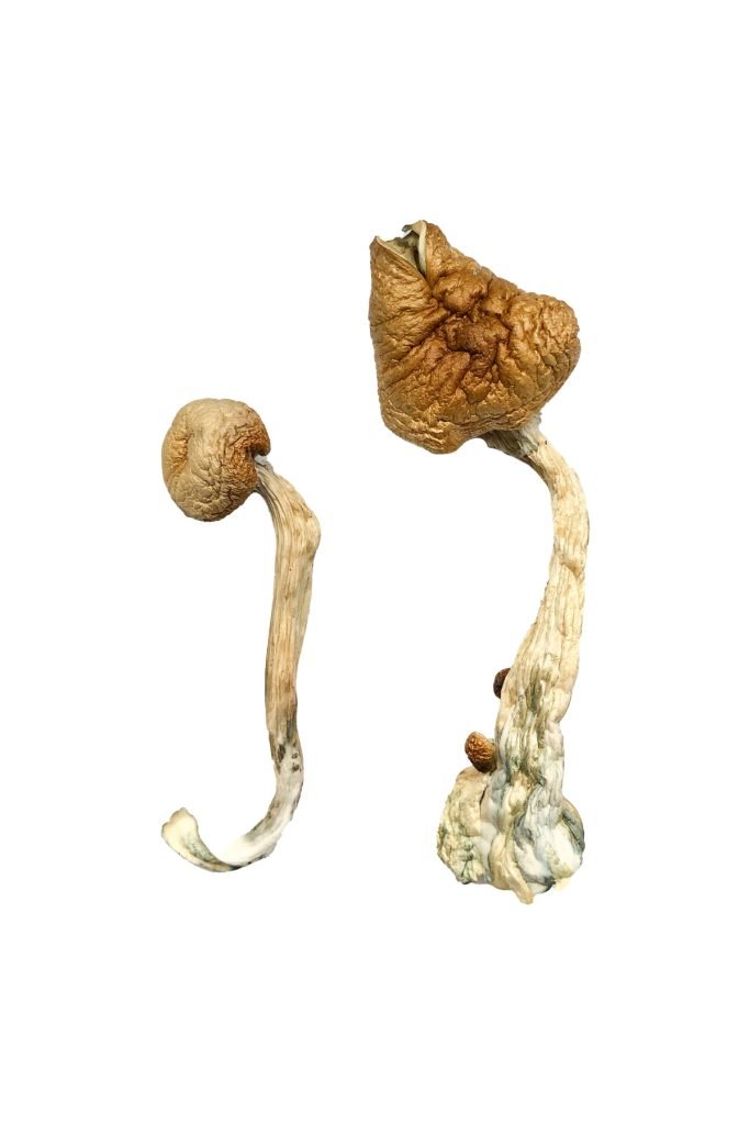 buy psychedelic mushroom online