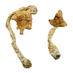 where can i buy hallucinogenic mushrooms​