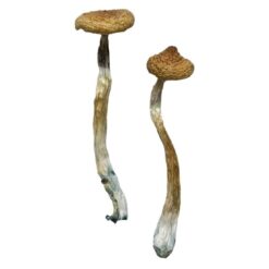 buy psilocybe mushroom​