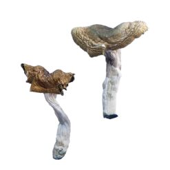 mdma dosage reddit​