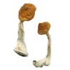 buy hallucinogenic mushrooms online