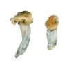 buying psychedelic mushrooms online​