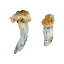 buying psychedelic mushrooms online​