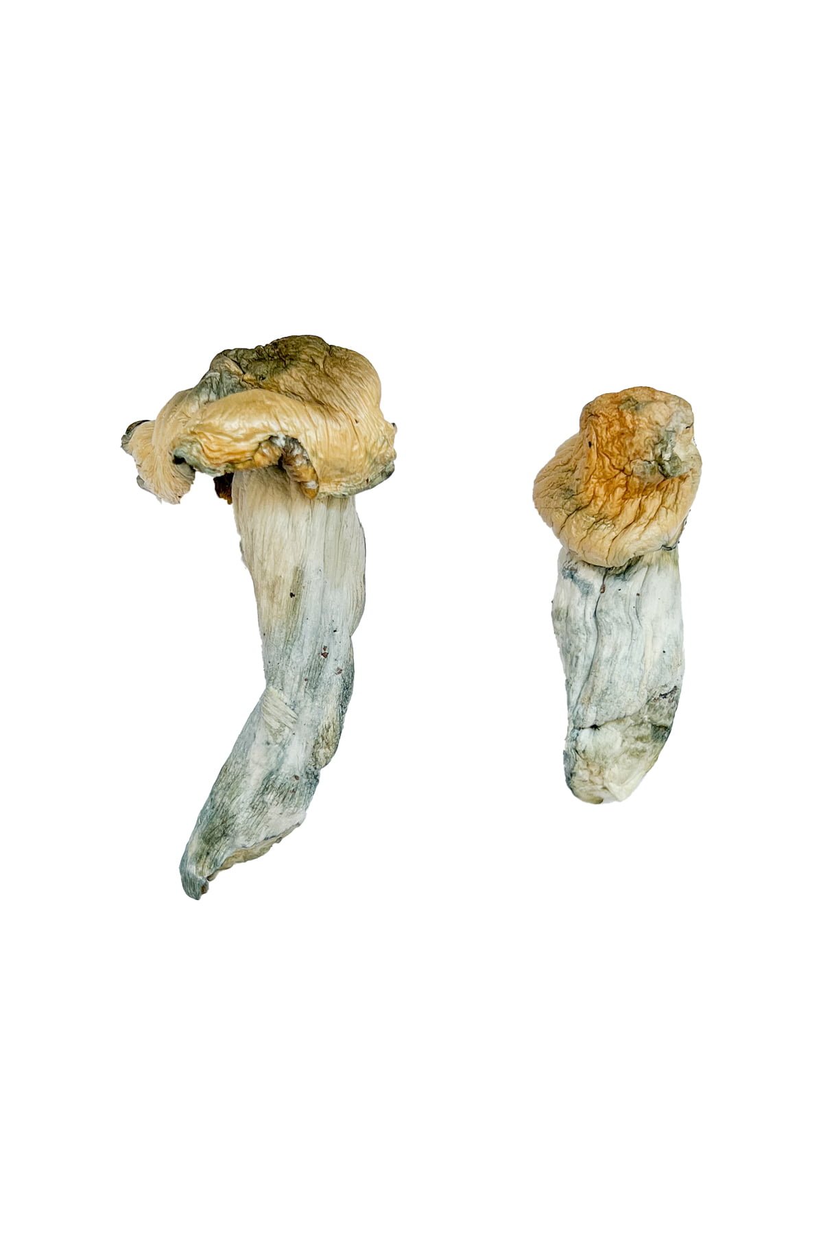 buying psychedelic mushrooms online