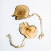 buy magic mushroom spores​