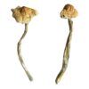 buy mushroom growing kit​