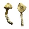 buying magic mushrooms​