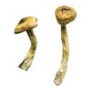 where to get psychedelic mushrooms