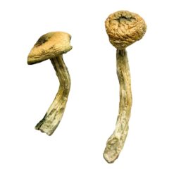 where to get psychedelic mushrooms