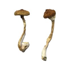 buy psilocybin mushrooms uk​