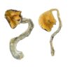 Buy Panama Magic Mushrooms