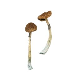 how to grow magic mushrooms​