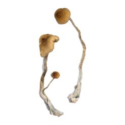 where can i buy psilocybin mushrooms​