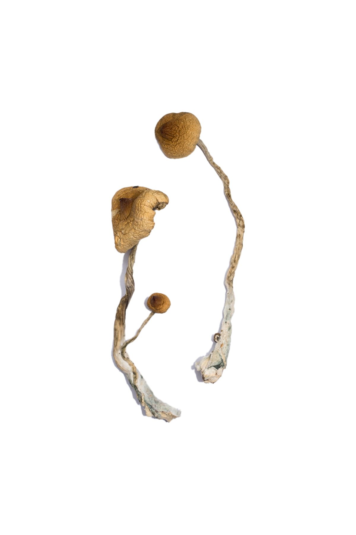 where can i buy psilocybin mushrooms