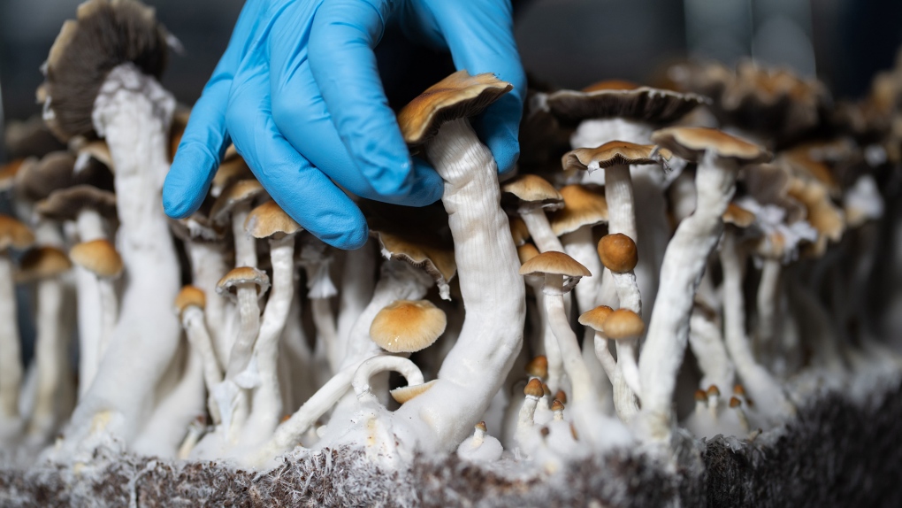 What Should I Do If I Feel Overwhelmed During the Psilocybin Experience?