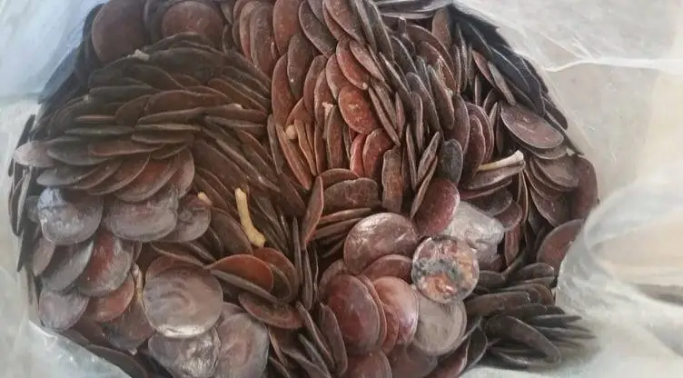 cocaine country dancin